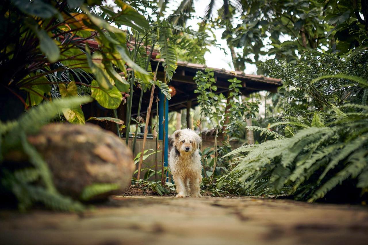 Casa Vana Hiriketiya ดิคเวลลา ภายนอก รูปภาพ